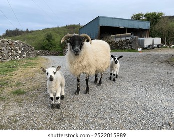 Sheep with horns and two lambs