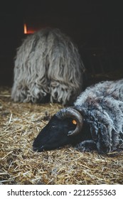 Sheep Household. Tired Animal. Natural Farming. Lonely Lamb With Black White Wool Laying Down On Hay Stable Ground.