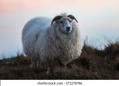 Sheep in Iceland posing at sunset