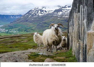 Sheep in Iceland with snowy mountains in background. Three icelandic sheep looking at camera.