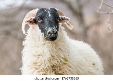 Sheep (in German Schaf) Ovis In Ireland At The Ring Of Kerry