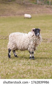 Sheep (in German Schaf) Ovis In Ireland At The Ring Of Kerry