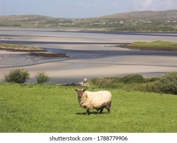 Sheep In The Inishowen Penisula, Ireland.