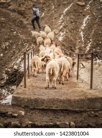 A Sheep Intellectually Different From Its Herd Looking Curiously Sideways Onto Something While Standing On A Bridge, Leaving Its Herd Instinct.