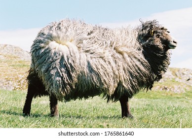 Sheep (spælsau) From The Iron Age Farm In Stavanger, Norway