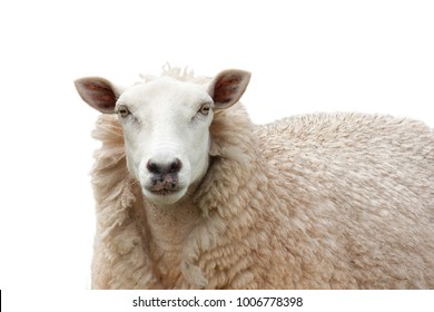 Sheep isolated on white