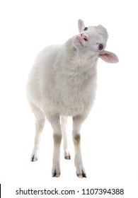 Sheep Isolated On White Background Stock Photo 216641011 | Shutterstock