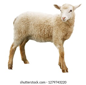 Sheep Isolated On White Background