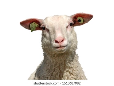 Sheep isolated on white background, cross eyed, funny expression and looking crazy.