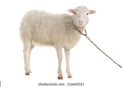 White Sheep Images, Stock Photos & Vectors  Shutterstock