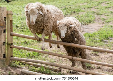 Sheep Jumping Over The Fence.