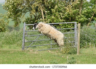 A Sheep Jumping Over A Wire Fence.