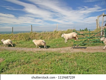 Sheep Jumping Through A Gate