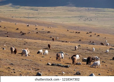 Sheep At Karakul Lake. A Famous Landscape On The Karakoram Highway In Pamir Mountains, Akto County,Kizilsu Kirghiz Autonomous Prefecture, Xinjiang, China.