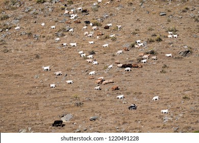 Sheep At Karakul Lake. A Famous Landscape On The Karakoram Highway In Pamir Mountains, Akto County,Kizilsu Kirghiz Autonomous Prefecture, Xinjiang, China.