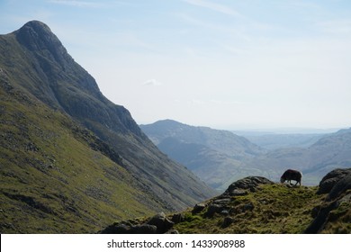 Sheep In The Lake District, United Kingdom.