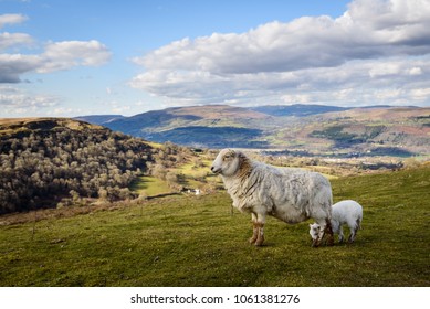 Sheep and Lamb close up at the Welsh Countryside in Brecon Beacons, Wales