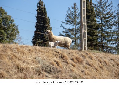 A Sheep And A Lamb In The Farm Behind An Electric Fence