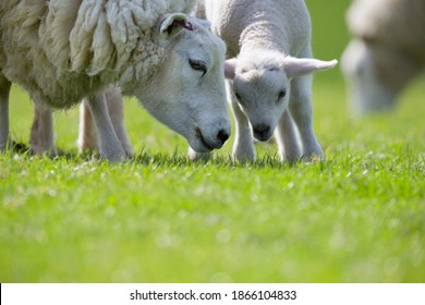 A Sheep and lamb grazing in green grass field on a sunny spring day Stock Photo