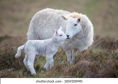 Sheep And A Lamb On Moorland