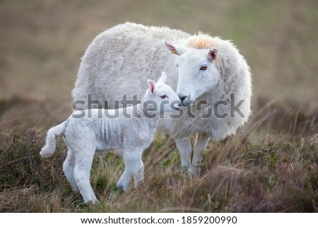 Similar – Sheep on the mountain pasture