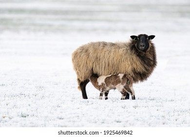 Sheep With Lamb In A Snowy Pasture. The Newborn Lamb Drinks Milk From The Mother. Winter On The Farm. Blur, Selective Focus On Lamb.