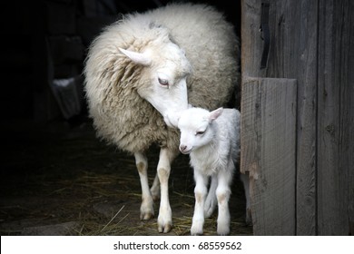 Sheep with a lamb standing in the doorway of the barn. Maternal instinct