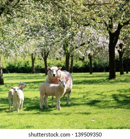 A Sheep And Lambs In The Beautiful Orchard In Spring, Apple Blossom, Somerset, UK, Square