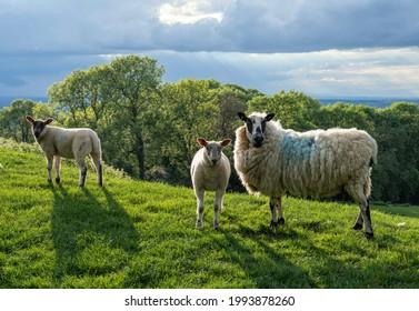 Sheep and lambs at Dovers Hill near Chipping Campden, Cotswolds, Gloucestershire, England.