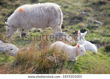 Similar – Sheep on the mountain pasture