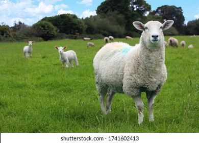 Sheep and lambs in green field blue sky Kerry Ireland - Powered by Shutterstock