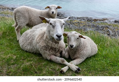 Sheep With Lambs In A Meadow, Lofoten Islands, Norway