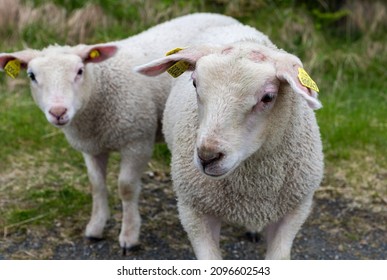 Sheep With Lambs In A Meadow, Lofoten Islands, Norway