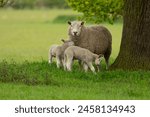 Sheep and lambs,  A mother sheep and her two twin lambs in Springtime.  A tender moment between mum and her babies in lush green field. East Yorkshire, England.  Landscape, horizontal. Space for copy.