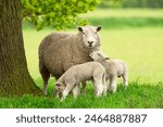 Sheep and lambs,  A mother sheep and her two twin lambs in Springtime.  A tender moment between mum and her babies in lush green field. East Yorkshire, England.  Landscape, horizontal. Space for copy.