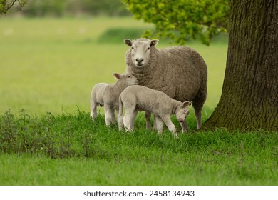 Sheep and lambs,  A mother sheep and her two twin lambs in Springtime.  A tender moment between mum and her babies in lush green field. East Yorkshire, England.  Landscape, horizontal. Space for copy.