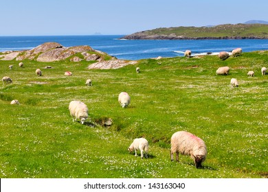 Sheep And Lambs  On The Grass Fields In Ring Of Kerry .Ireland