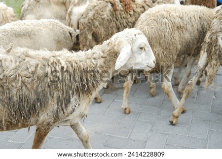 Sheep and lambs on the street in the village, closeup of photo