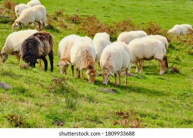 Sheep Of The Latxa Variety Grazing In The Basque Mountains