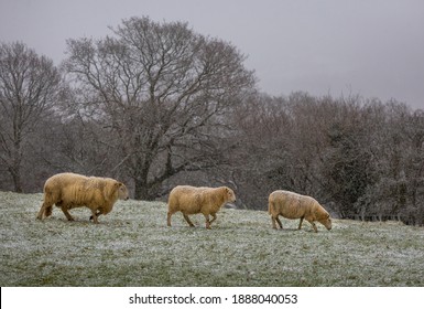 Sheep With A Light Dusting Of Snow In A Field On The Brecon Beacons, South Wales UK
