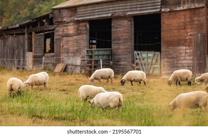 Sheep at the local farm. A group of sheep on a pasture stand next to each other. A small herd of sheep in a summer meadow-travel photo, no people, selective focus, blurred - Shutterstock ID 2195567701