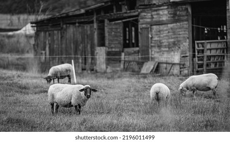 Sheep At The Local Farm. A Group Of Sheep On A Pasture Stand Next To Each Other. A Small Herd Of Suffolk Sheep With Black Face And Legs In A Summer Meadow-travel Photo, No People, Selective Focus