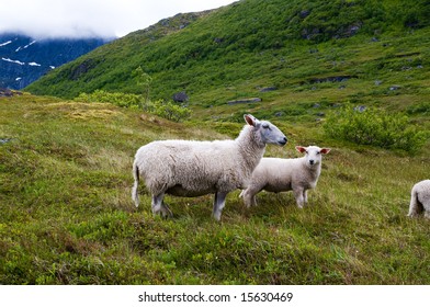 Sheep At Lofoten In The North Of Norway