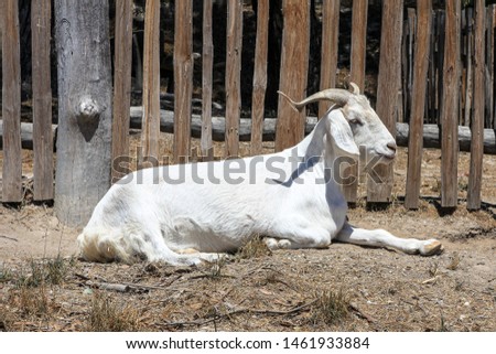 Sheep with long horns resting in a farm. There is a wooden fence around it preventing the animal to scape. 