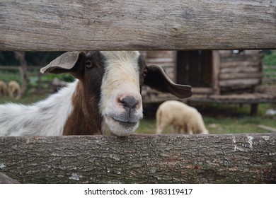 Sheep At Longan Farm In Hanoi City.