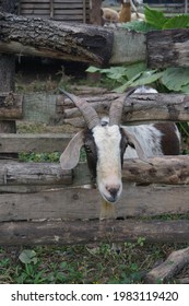 Sheep At Longan Farm In Hanoi City.