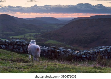 A Sheep Looking Across Hardknott Pass, Cumbria, England. 