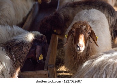 sheep looking at the camera