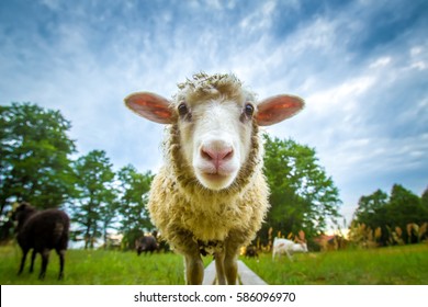 Sheep looking at the camera - Shutterstock ID 586096970