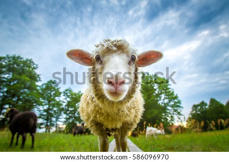 Sheep looking at the camera